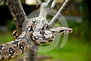 Columbia boa constrictor.