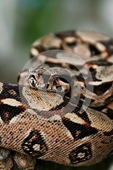 Columbia boa constrictor on a tree branch