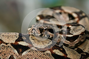 Columbia boa constrictor on a tree branch