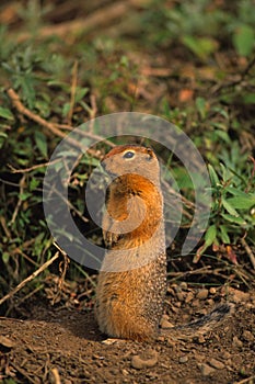 Columbia Ground Squirrel