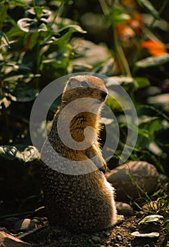 Columbia Ground Squirrel