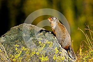 Columbia Ground Squirrel