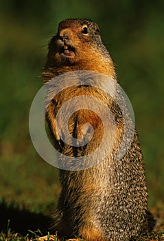 Columbia Ground Squirrel