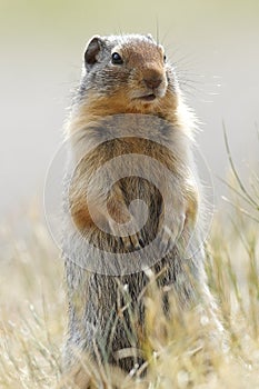 Columbia Ground Squirrel - Banff National Park, Canada