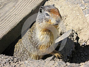Columbia Ground Squirrel, Urocitellus columbianus, at Rogers Pass, Glacier National Park, British Columbia