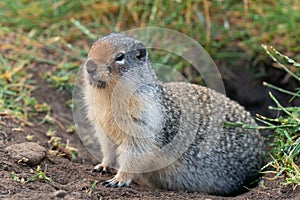 Columbia Ground Squirrel, Urocitellus columbianus