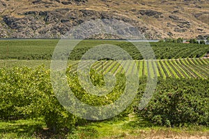 Columbia River Apple Orchards