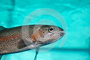 Columbia River redband trout