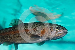 Columbia River redband trout