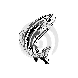 Columbia River Redband Trout,  Inland Redband Trout or Interior Redband Trout Retro Black and White