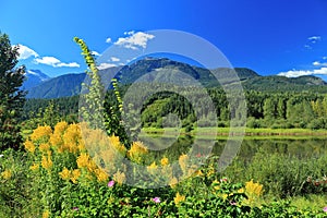 Columbia River at Revelstoke with Summer Flowers and Monashee Mountains, British Columbia, Canada