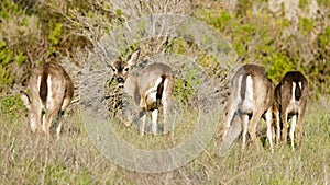 Columbian black-tailed deer family grazing rear view