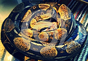 Columbian boa