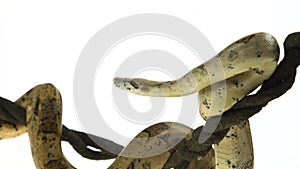 Columbian Boa or Boa constrictor imperator on wooden liane isolated in white