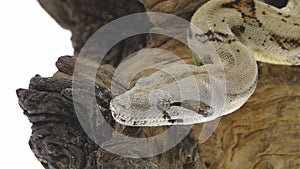 Columbian Boa or Boa constrictor imperator on wooden snag isolated in white. Close up. Slow motion
