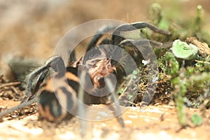 Columbian dwarf tarantula