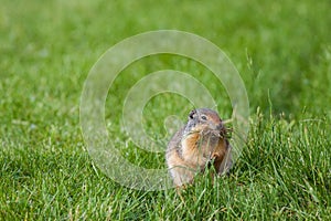 Columbian Ground Squirrel