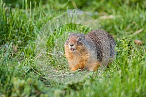 Columbian Ground Squirrel