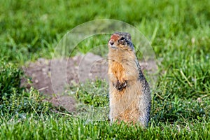 Columbian Ground Squirrel