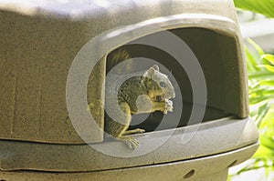 Columbian Ground Squirrel