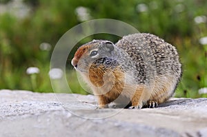 Columbian Ground Squirrel