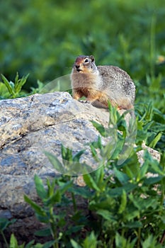 Columbian Ground Squirrel