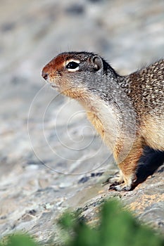 Columbian Ground Squirrel