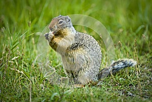 Columbian Ground Squirrel