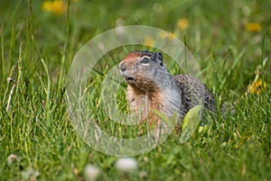 Columbian Ground Squirrel