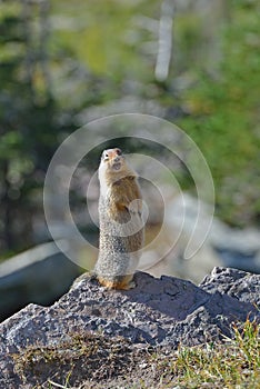 Columbian Ground Squirrel