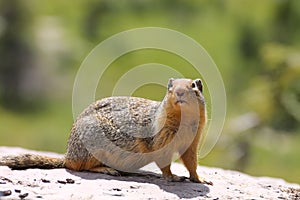 Columbian Ground Squirrel