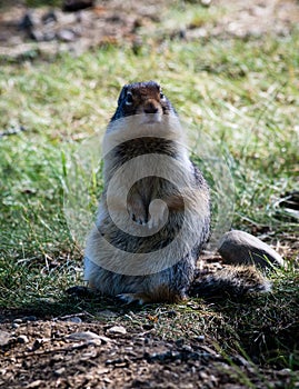 Columbian ground squirrel