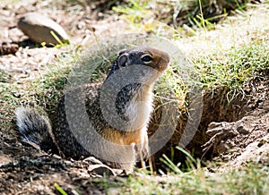 Columbian ground squirrel