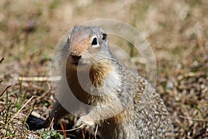 Columbian Ground Squirrel