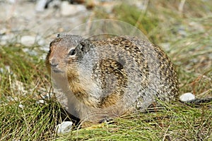 Columbian Ground Squirrel - Alberta, Canada