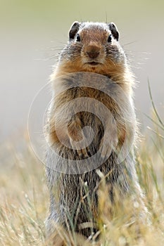 Columbian Ground Squirrel - Banff National Park