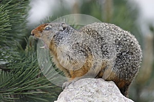 Columbian Ground Squirrel Callling in Banff National Park