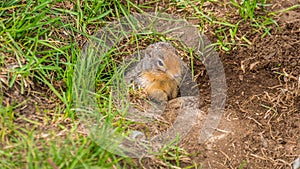 A Columbian ground squirrel coming out of his burrow