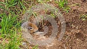 A Columbian ground squirrel coming out of his burrow