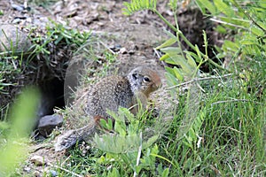 Columbian ground squirrel  Cub canadian Rockies