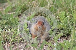 Columbian ground squirrel  Cub canadian Rockies