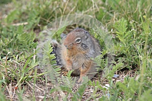 Columbian ground squirrel  Cub canadian Rockies