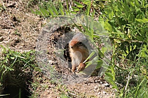 Columbian ground squirrel  Cub canadian Rockies