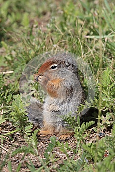 Columbian ground squirrel  Cub canadian Rockies