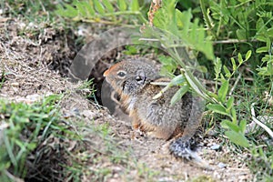 Columbian ground squirrel  Cub canadian Rockies