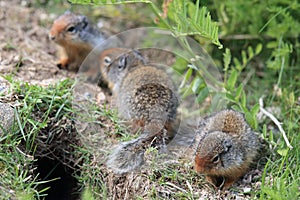 Columbian ground squirrel  Cub canadian Rockies