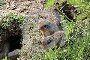 Columbian ground squirrel  Cub canadian Rockies