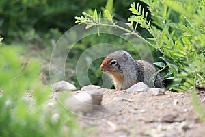 Columbian ground squirrel  Cub canadian Rockies