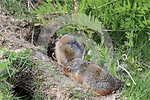 Columbian ground squirrel  Cub canadian Rockies