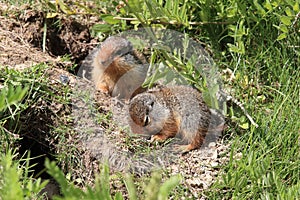 Columbian ground squirrel  Cub canadian Rockies